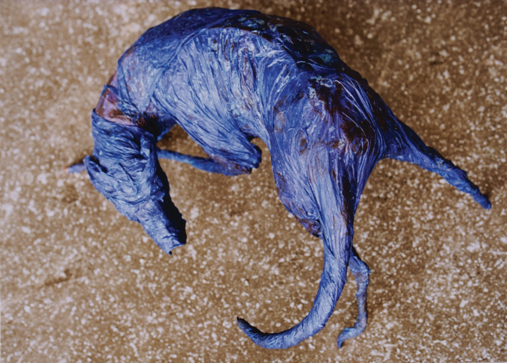 attila szucs, blue dog, paper, glue, 70x70x70cm. 1988